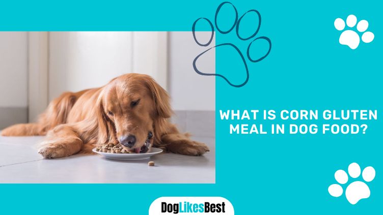 Corn Gluten Meal in Dog Food