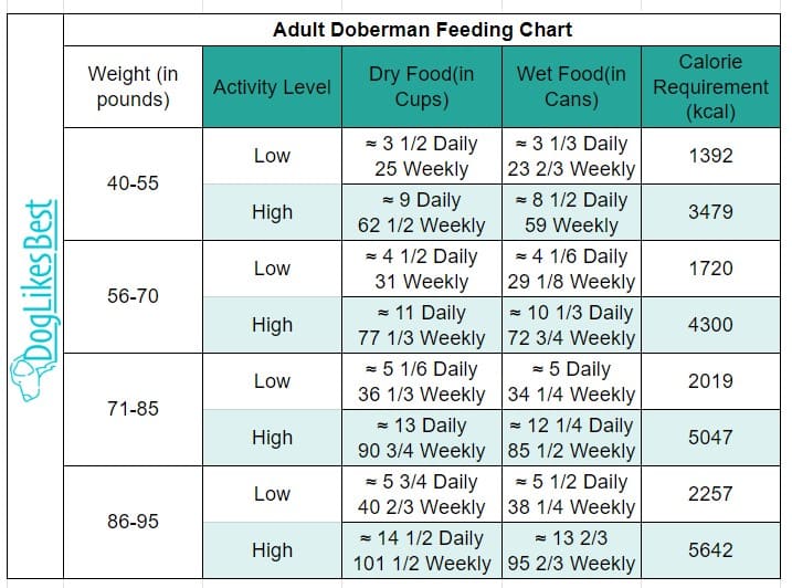 How Much To Feed A Doberman With Feeding Chart DogLikesBest