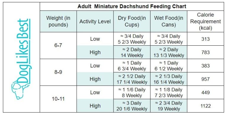 Dachshund Feeding Chart – How Much to Feed? | DogLikesBest