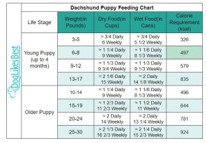 Dachshund Feeding Chart – How Much to Feed? | DogLikesBest