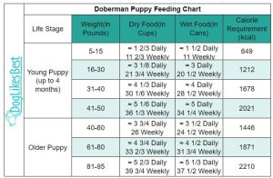 How Much to Feed a Doberman? With Feeding Chart | DogLikesBest