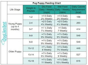 How Much Should a Pug Eat? Pug Feeding Chart! | DogLikesBest