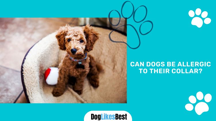 can-dogs-be-allergic-to-their-collar-let-s-find-out-doglikesbest