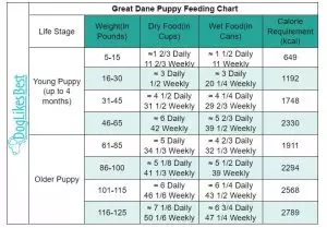 How Much to Feed A Great Dane - With Feeding Chart | DogLikesBest