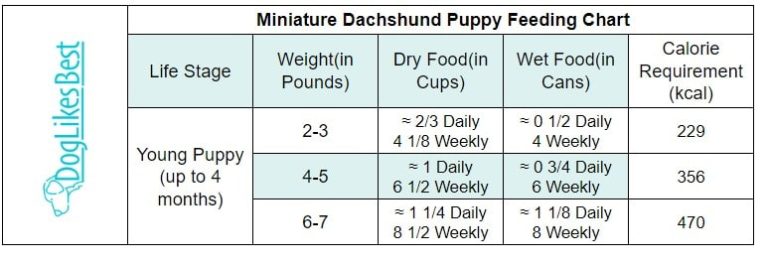 Dachshund Feeding Chart – How Much to Feed? | DogLikesBest