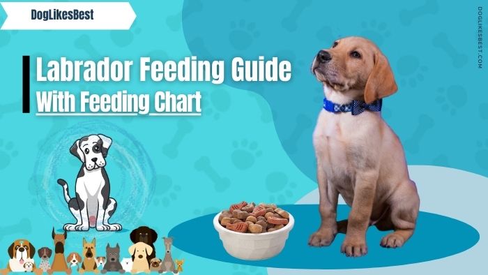 how-much-should-a-lab-eat-labrador-feeding-chart-by-age-doglikesbest