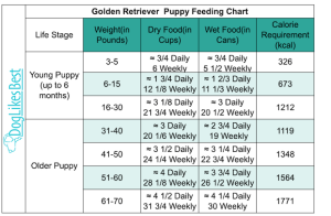 Golden Retriever Feeding Chart – How Much to Feed? | DogLikesBest