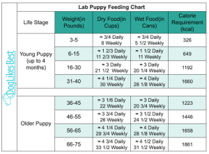 How Much Should A Lab Eat 