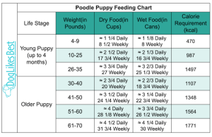 Poodle Feeding Chart – How Much to Feed a Poodle? | DogLikesBest