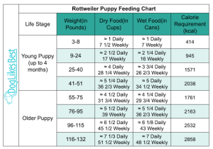 Rottweiler Feeding Chart – How Much to Feed? | DogLikesBest