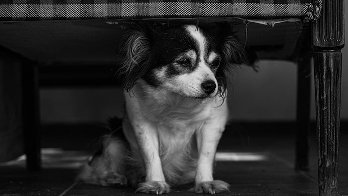 why-does-my-dog-sit-under-my-chair-the-answers-you-need-doglikesbest