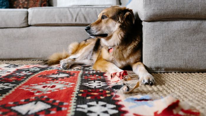 Why Does My Dog Scratch The Carpet Everything You Need To Know