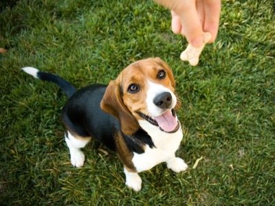 Rewarding dog with treats