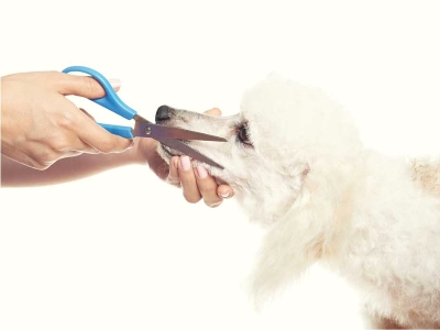 Cutting Dog Whiskers 