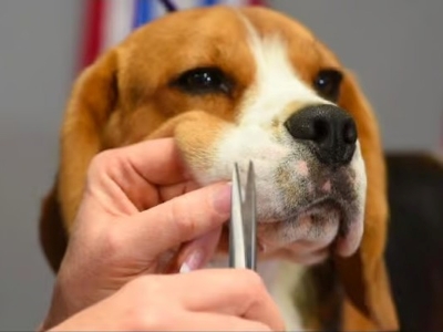 Cutting Dog Whiskers 