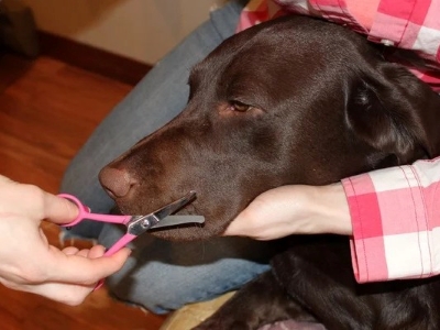 Cutting Dog Whiskers 