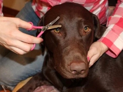 Cutting Dog Whiskers 