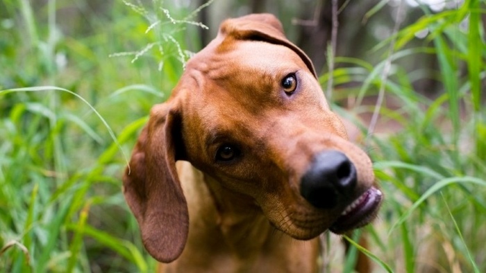 Vertigo in Dogs: A Comprehensive Guide | DogLikesBest